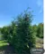 Eastern White Cedar