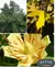 Tulip Tree