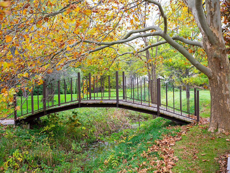 A tree full of autumn leaves arches over a bridge.