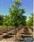 Hackberry
