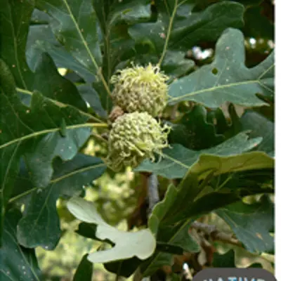 Burr Oak