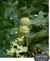 Burr Oak