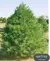 Eastern White Pine