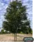 Honeylocust