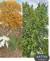Silver Maple